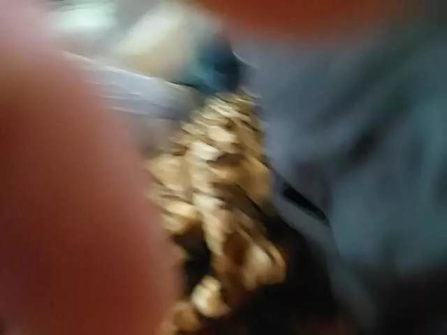 DiiRolla