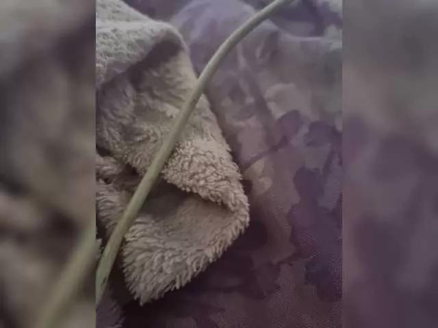 DiiRolla